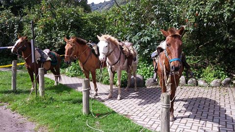 Ecuador horseback ride