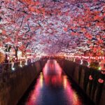 Blossoms and a bridge in Japan during a group tour for ladies