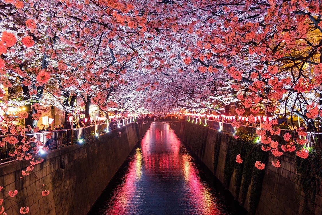 Blossoms and a bridge in Japan during a group tour for ladies