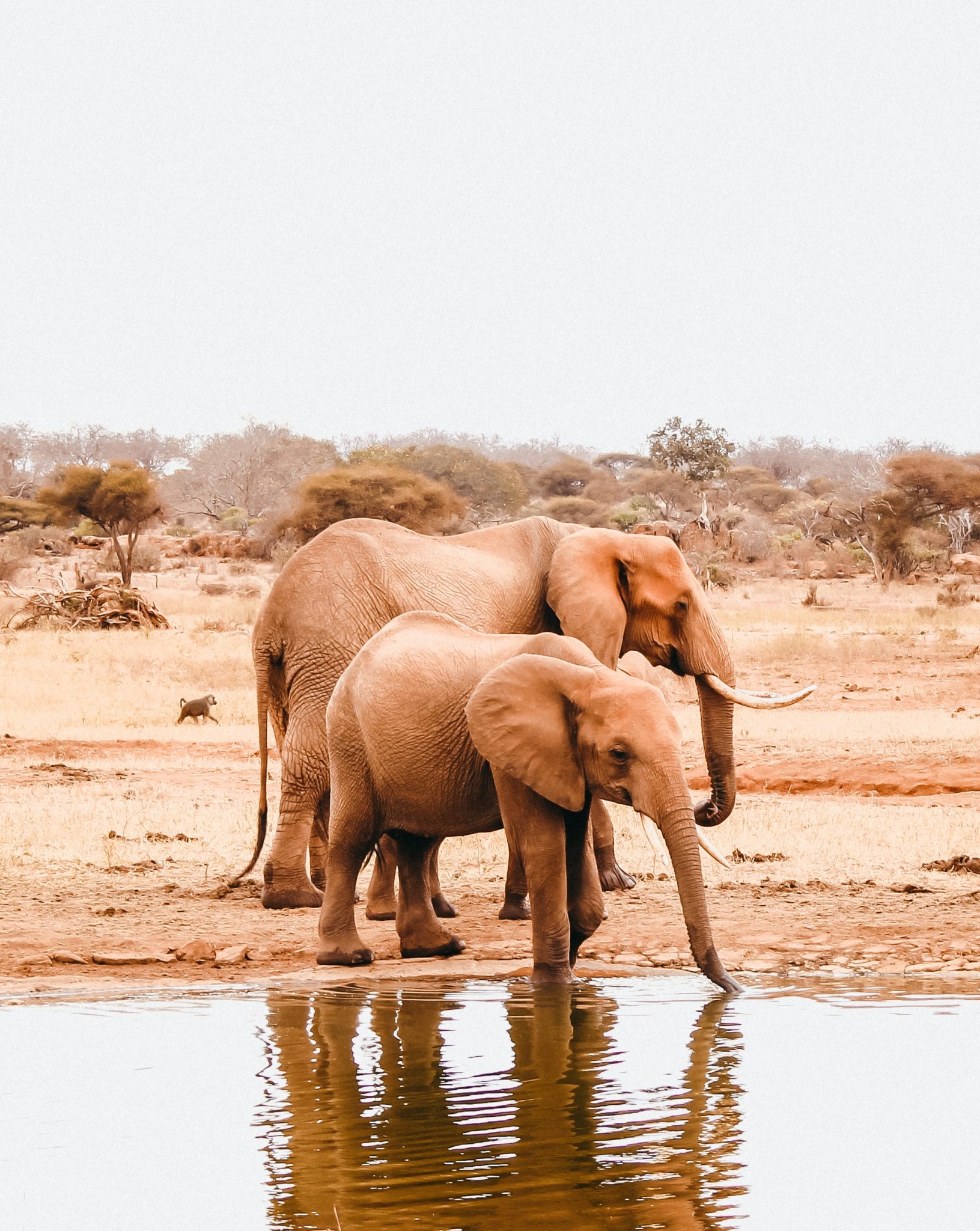 Elephants drinking water from a watering hole in Kenya