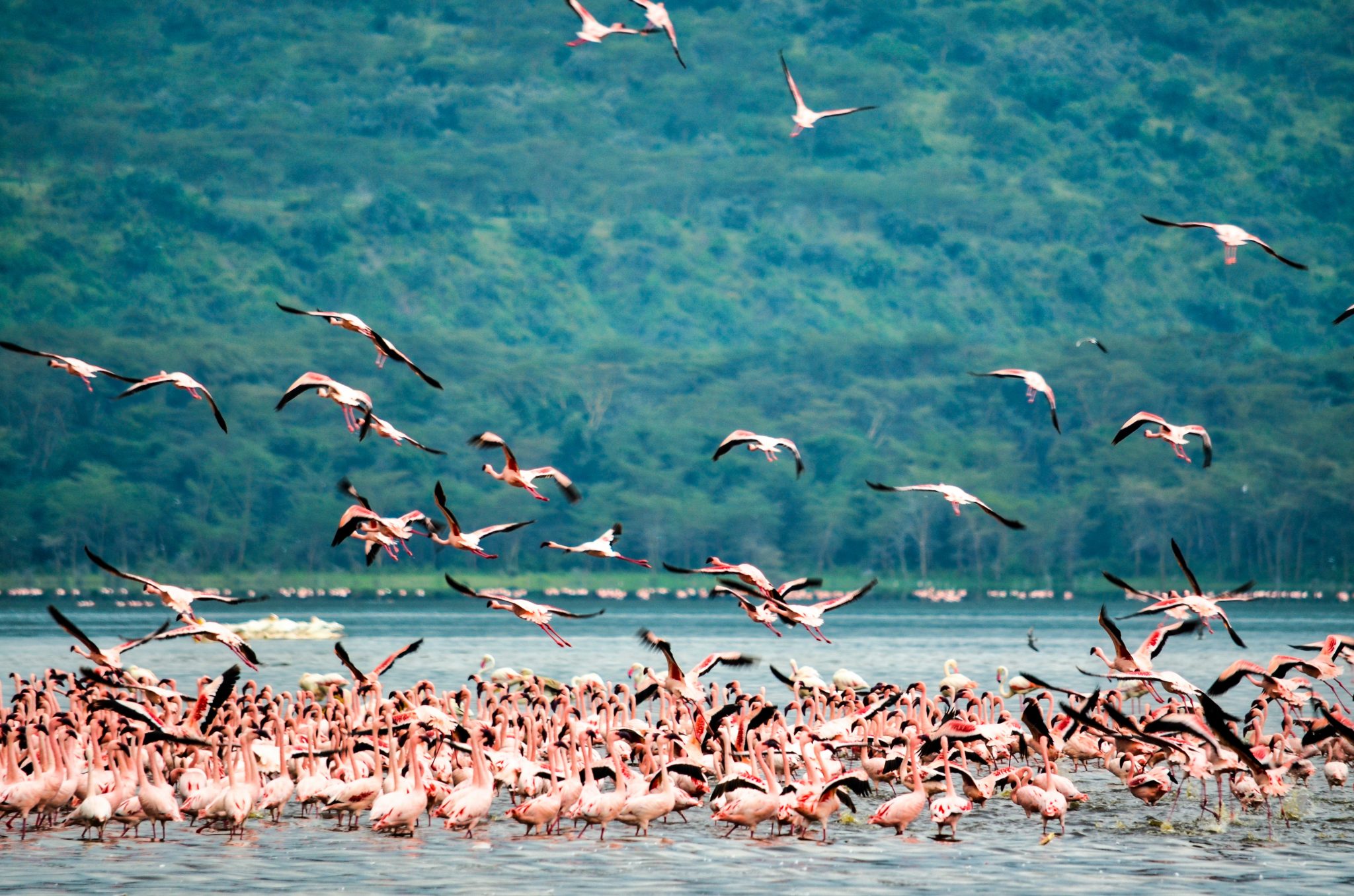 Beautiful flamingoes on the WTN Kenya Tour for women