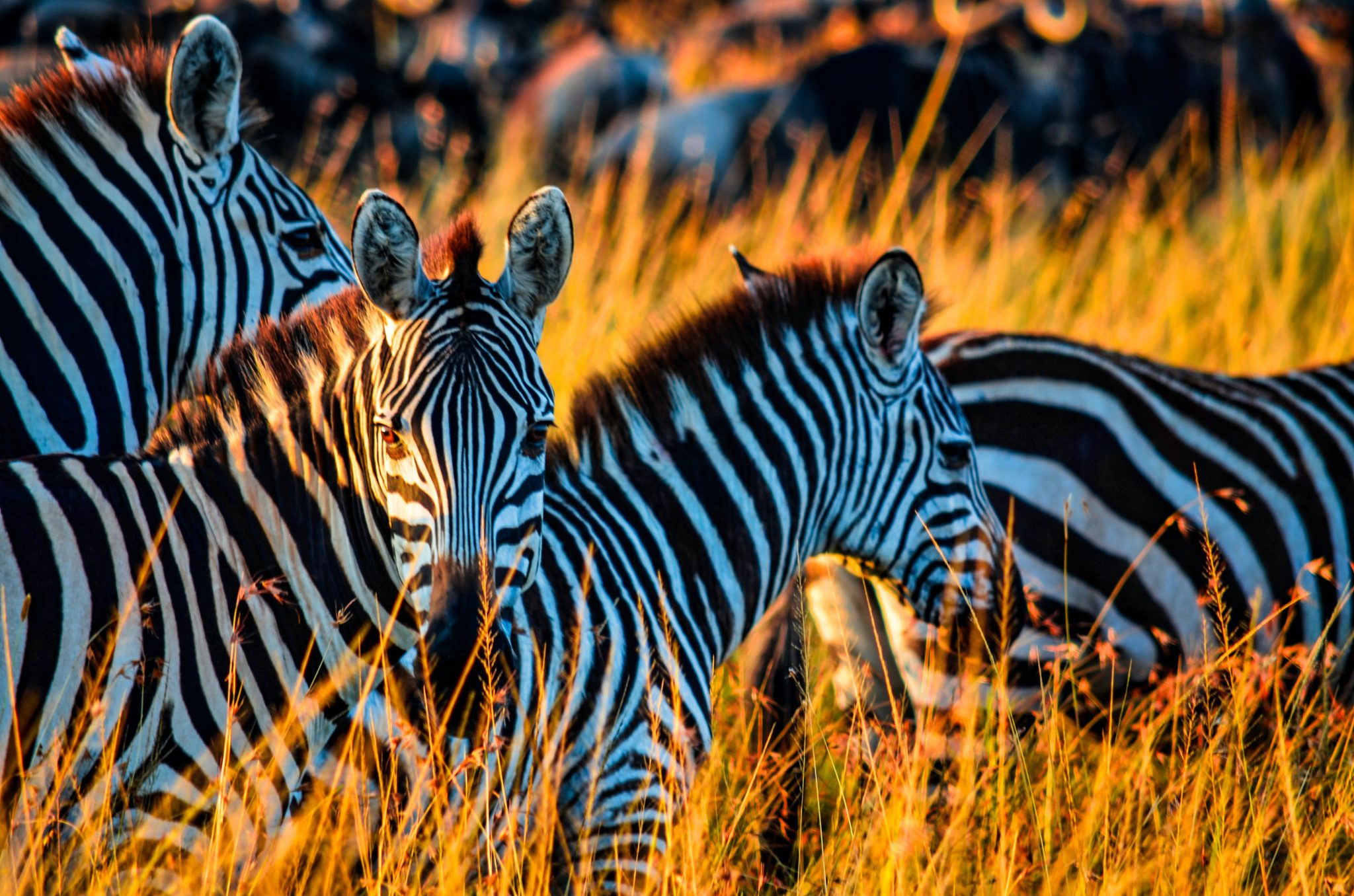 Beautiful zebras in Kenya