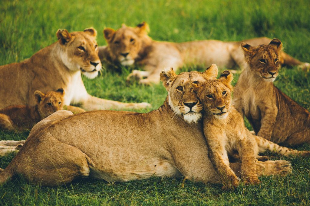 Lionesses and cubs cuddle in the grass in Kenya