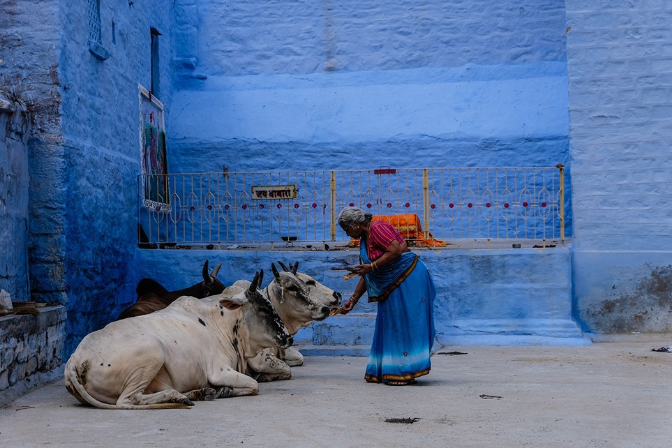 An older woman in a blue skirt feeds white cows in front of a bright blue wall in India