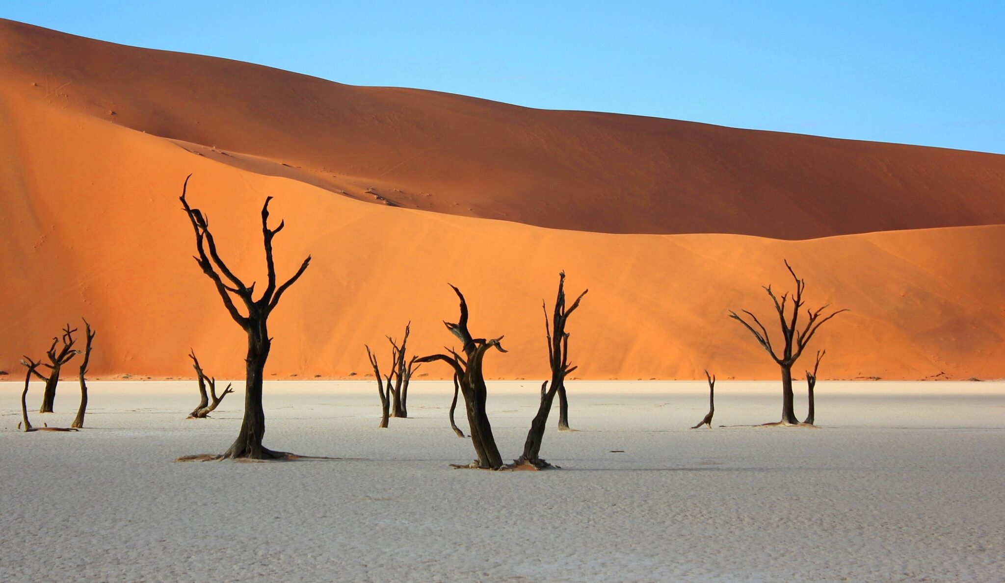Trees in white sand in front of a red sun dune under a blue sky in Namibia