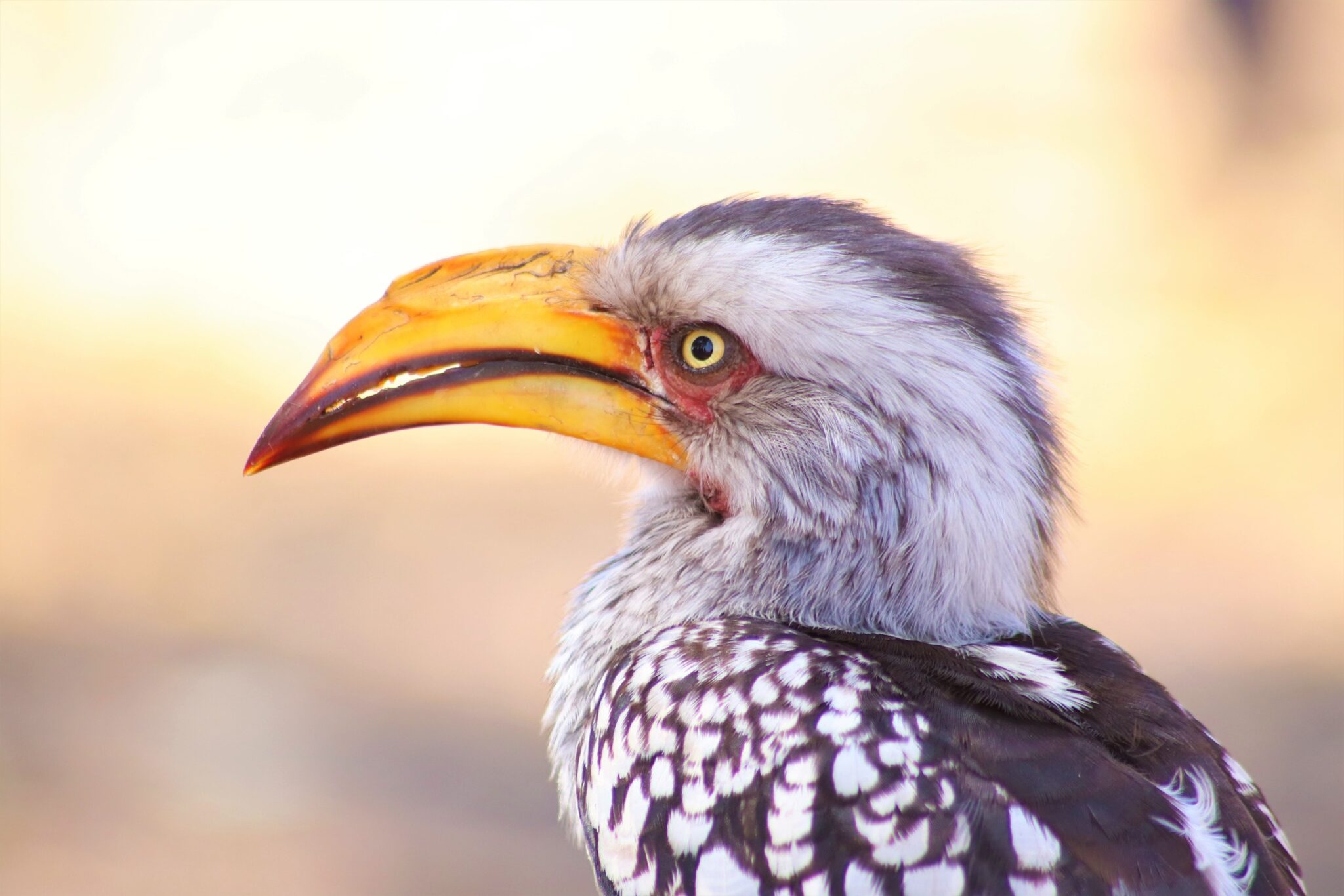 An interesting bird on WTN's Namibia tour for women