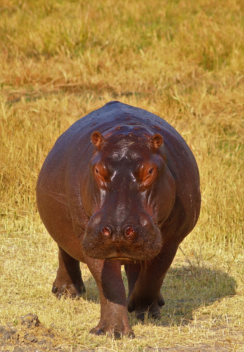 A hippo in Namibia