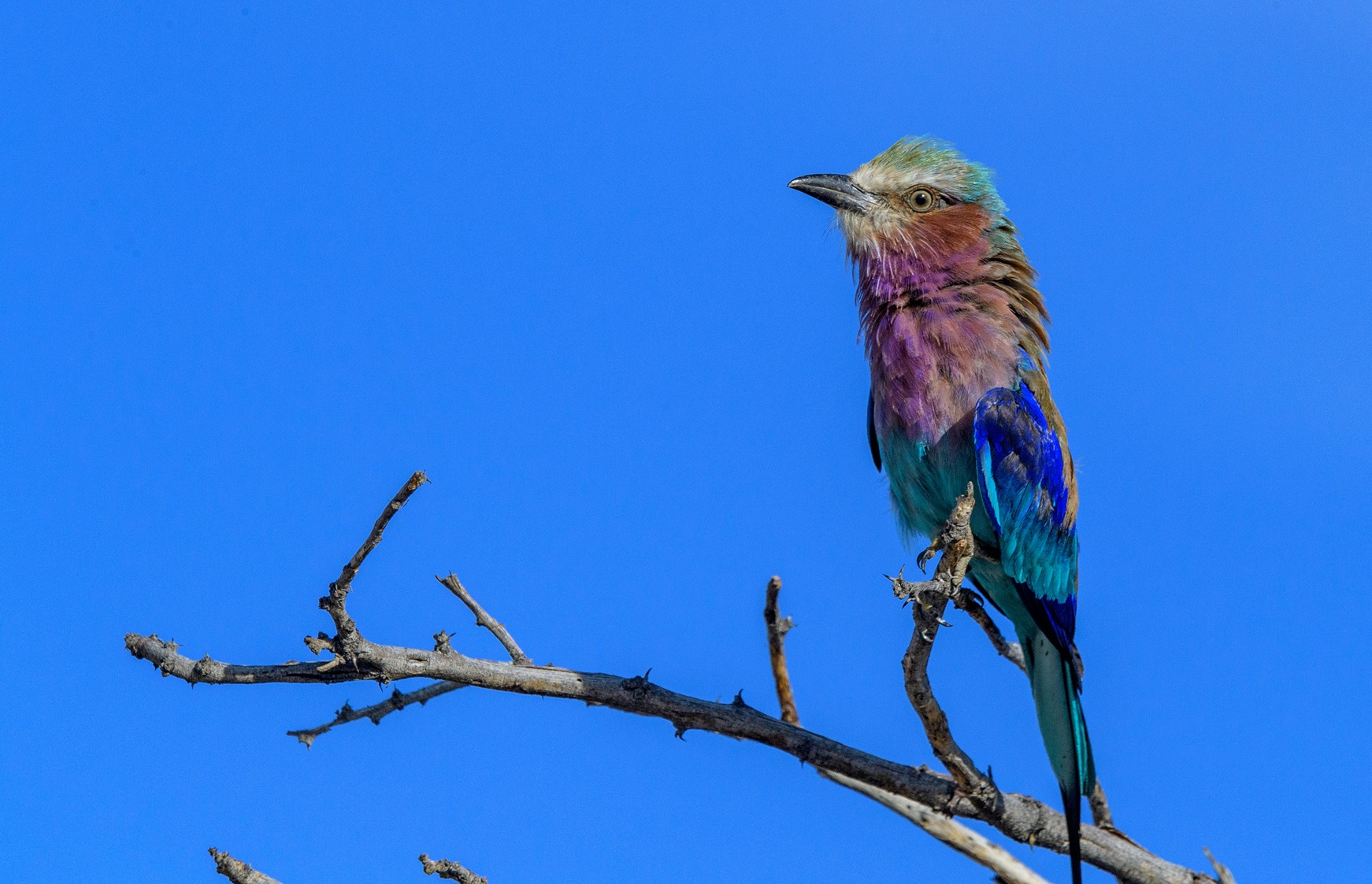 A lilac breasted roller in Namibia