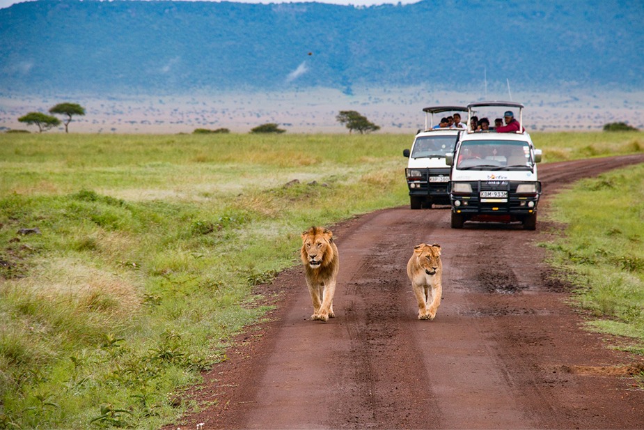 two lions trot down a path in the sprawling grass lands of kenya, they are followed by two 4x4 vehicles during a Kenya safari for women