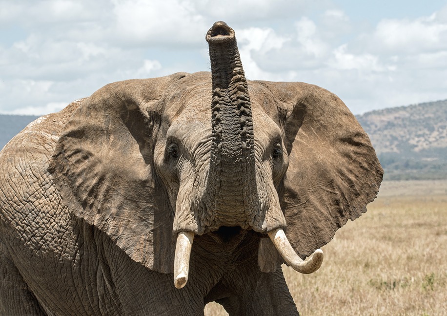 An elephant raises his trunk during womens travel networks safari for women