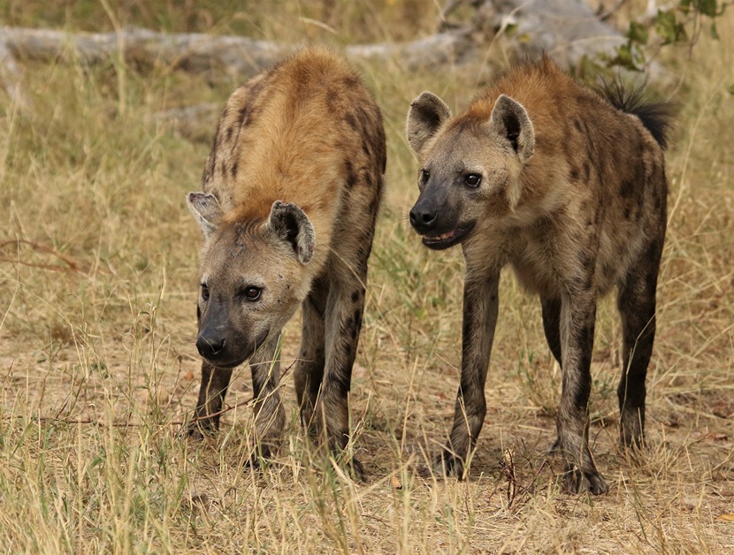 two hyenas in grass in kenya during womens travel netowrk's Kenya safari for women