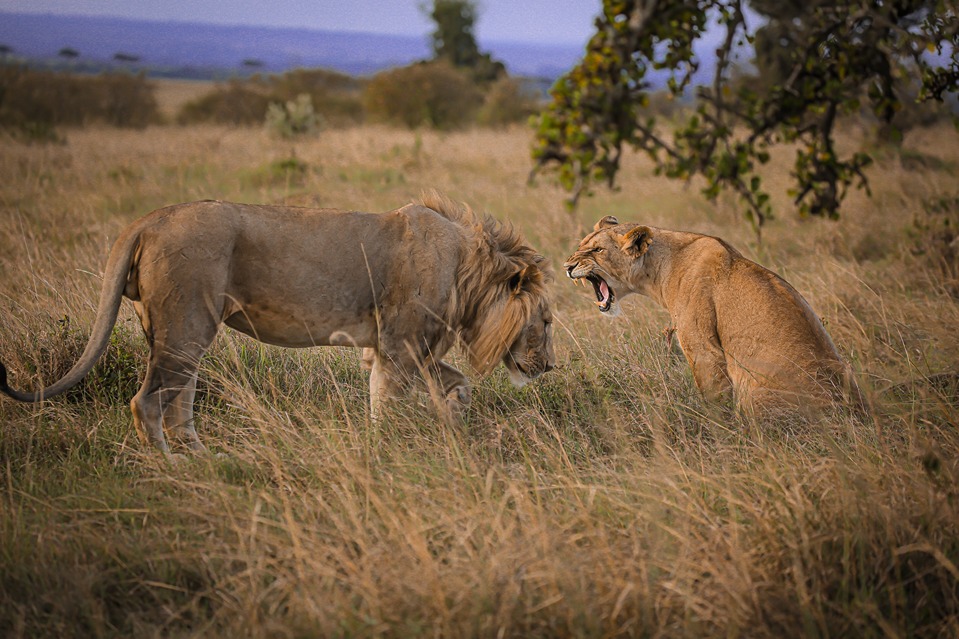 A female Lion roars at a male lion in the grasslands of Kenya on WTN's Kenya Safari for women